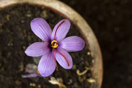 野生动物中生长的盛开的春花番红花。 紫色番红花生长。