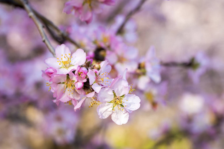 桃花春树，粉红色的花