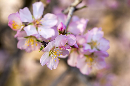 桃花春树，粉红色的花