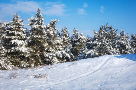 雄伟的白色南瓜，覆盖着海霜和雪，阳光照耀着。 风景如画，华丽的冬天。 蓝色色调。 新年快乐 美丽的世界。