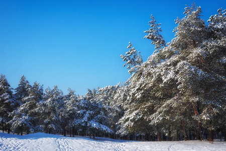 雄伟的白色南瓜，覆盖着海霜和雪，阳光照耀着。 风景如画，华丽的冬天。 蓝色色调。 新年快乐 美丽的世界。