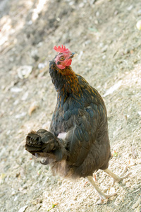  free chicken in farm natural