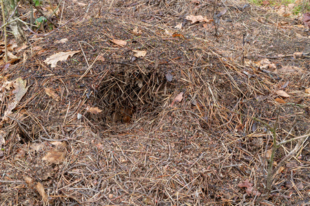 森林里一头野猪损坏的蚁丘。 被蚂蚁遗弃的地方。 深秋季节
