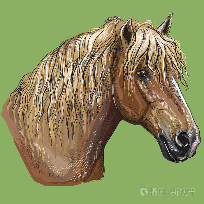 俄罗斯重牵牛的彩色手绘肖像. 马头轮廓孤立矢量手绘插图绿色背景