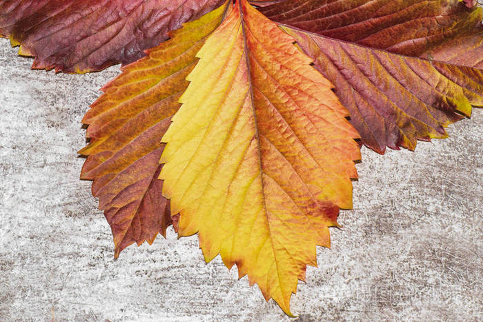 五颜六色的秋叶在灰色的背景 秋叶的背景 叶特写 秋天的颜色照片 正版商用图片1563wq 摄图新视界