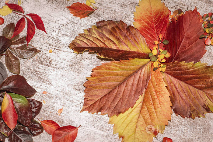 五颜六色的秋叶在灰色的背景 秋叶的背景 叶特写 秋天的颜色照片 正版商用图片 摄图新视界