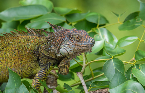绿色鬣蜥鬣蜥躲在一棵树枝上，躲避太阳的炎热。