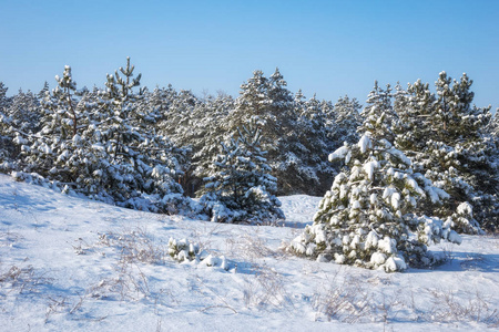 雄伟的白色南瓜，覆盖着海霜和雪，阳光照耀着。 风景如画，华丽的冬天。 蓝色色调。 新年快乐 美丽的世界。