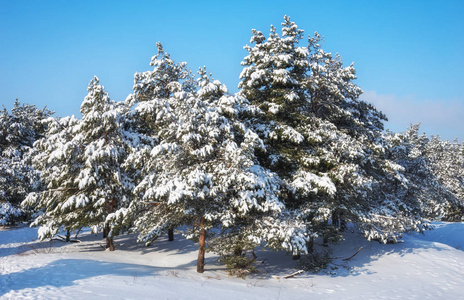 雄伟的白色南瓜，覆盖着海霜和雪，阳光照耀着。 风景如画，华丽的冬天。 蓝色色调。 新年快乐 美丽的世界。