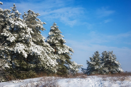 雄伟的白色南瓜，覆盖着海霜和雪，阳光照耀着。 风景如画，华丽的冬天。 蓝色色调。 新年快乐 美丽的世界。