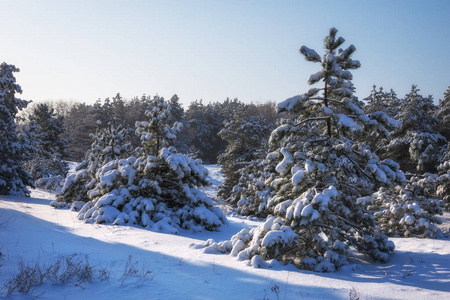 雄伟的白色坩埚，覆盖着海霜和雪，在阳光下发光。画面和华丽的冬日场景。蓝色色调。新年快乐美丽的世界。
