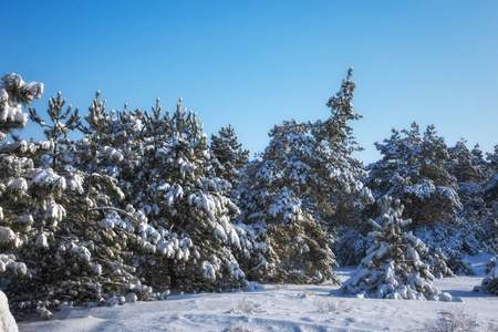 雄伟的白色南瓜，覆盖着海霜和雪，阳光照耀着。 风景如画，华丽的冬天。 蓝色色调。 新年快乐 美丽的世界。