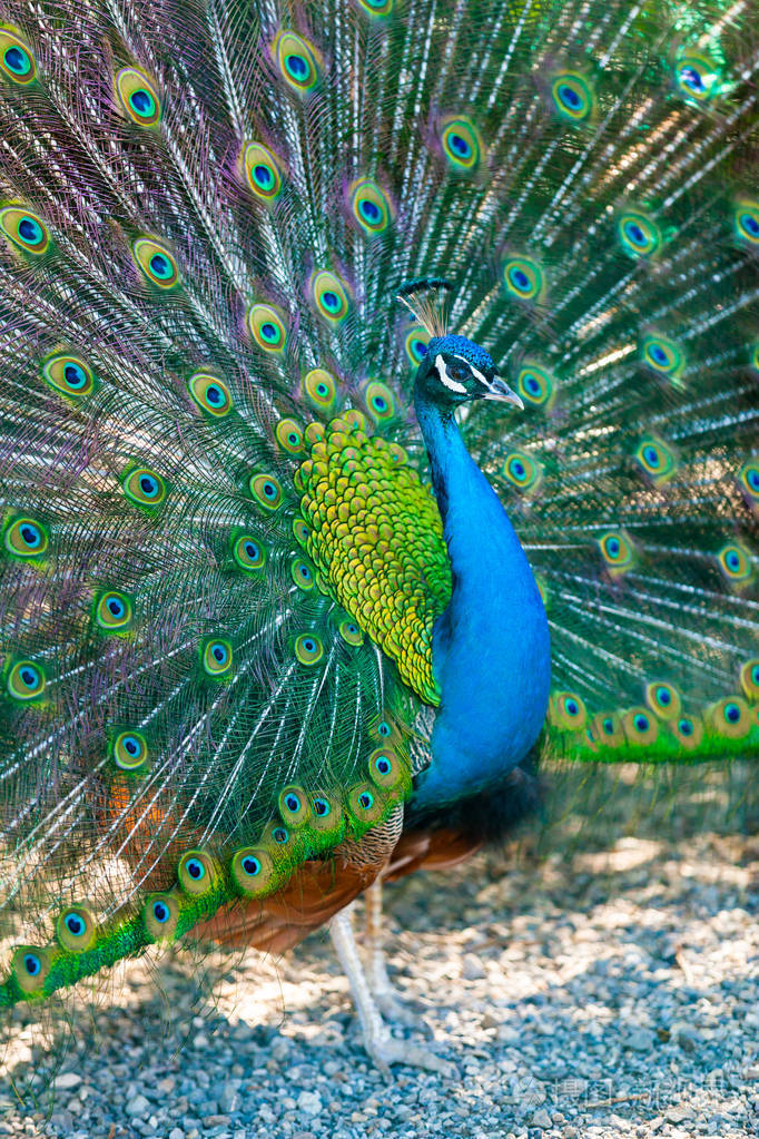 孔雀开屏的尾巴轮廓意大利