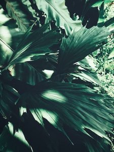 美丽的棕榈热带叶子