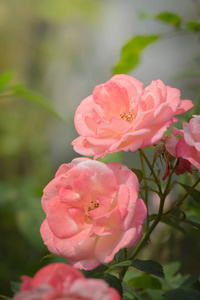 玫瑰在花园里，玫瑰是美丽的，阳光明媚的一天。