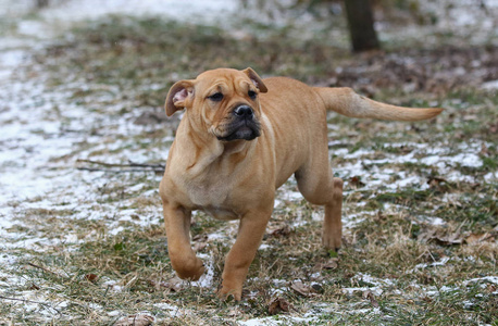 3个月大的棕色小狗狗在户外玩耍大型现代的房子,有石头和走道户外大