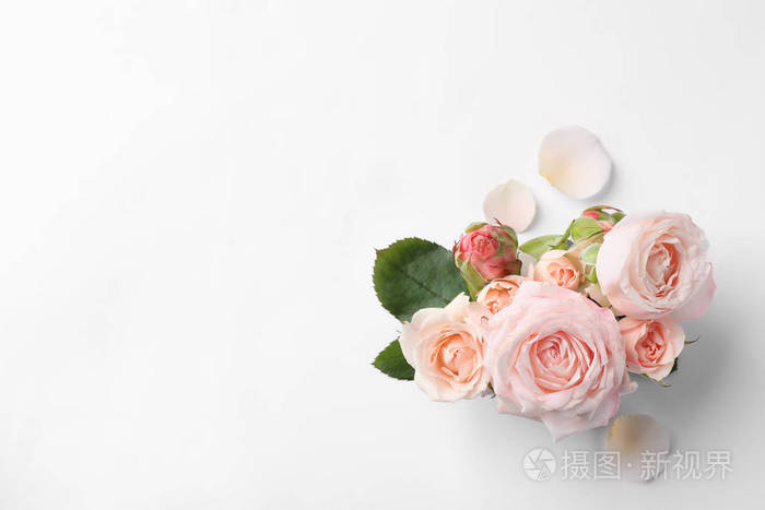 美丽的玫瑰和白色背景上的文字空间