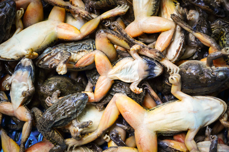 市场上出售的一种小青蛙/死青蛙作为食物/生的小青蛙肉照片