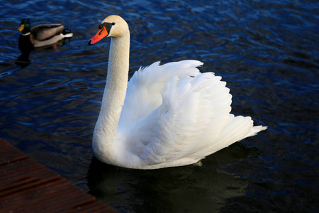 蓝色池塘中美丽的白天鹅的明亮宏观照片