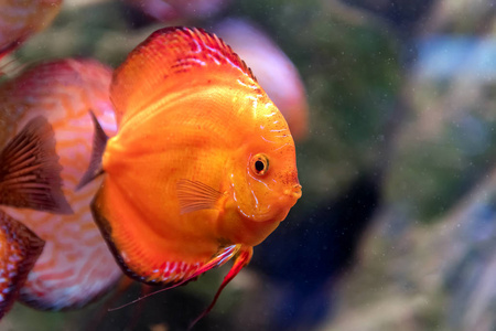 在水族馆里关闭共生龙铁饼