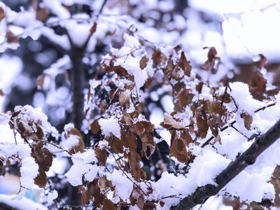 一棵树的片状, 雪中的叶子。城市街道上的雪。巴库里亚尼冬季的开始