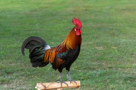 草地院子图片-草地院子素材-草地院子插画-摄图新视界