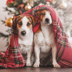 两只狗在圣诞树附近