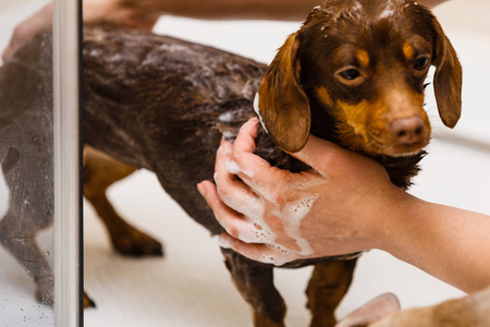 气生动物照顾她小狗的女人. 女性在淋浴下清洗dachshund.