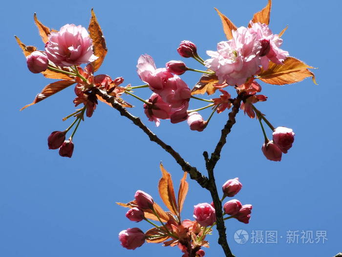 透过樱花的花朵看天空