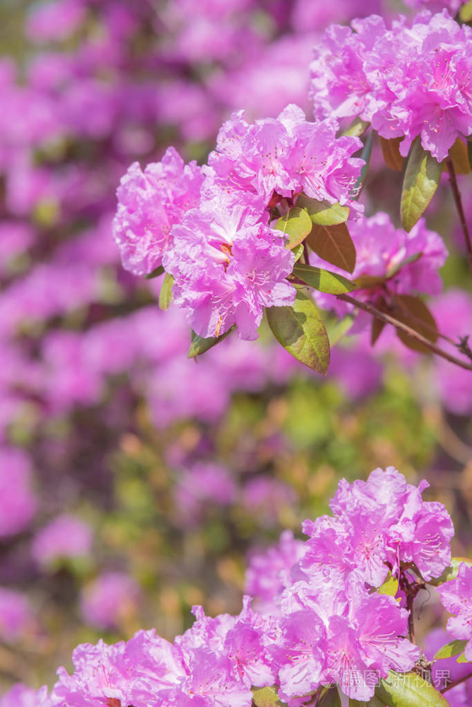 春天的粉红色盛开的杜鹃花枝条