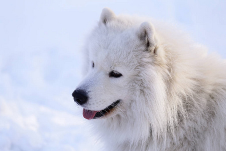 美丽的狗在雪地上的公园里的森林里散步