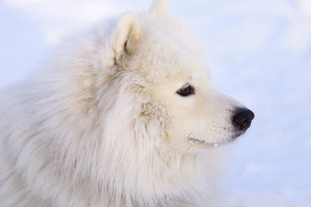 美丽的狗在雪地上的公园里的森林里散步