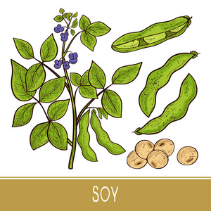 大豆。植物。茎, 叶子, 花, 水果, 豆荚。素描。单声道。设置。颜色