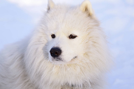 美丽的狗在雪地上公园的森林里撒野