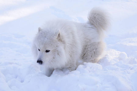 美丽的狗在雪地上公园的森林里撒野