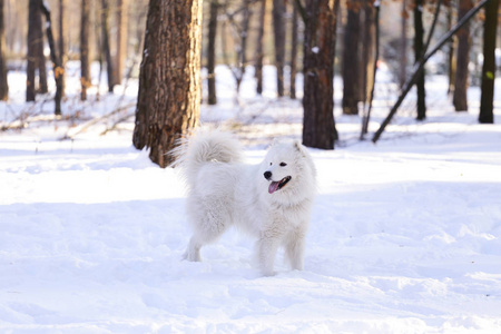 美丽的狗在雪地上公园的森林里撒野