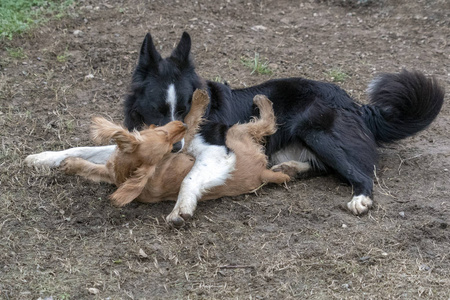 在爱亲吻小狗公鸡猎犬和边境小马