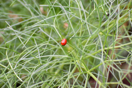 绿色植物中的瓢虫