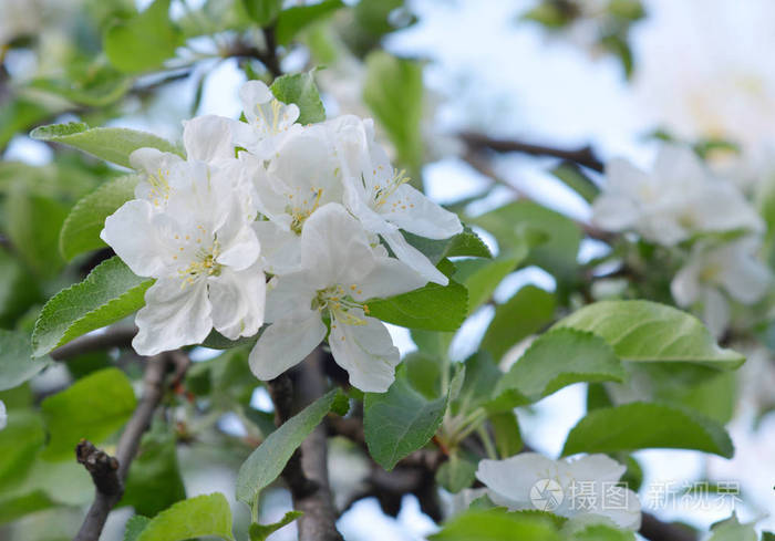 苹果树开花白色美丽的苹果树花
