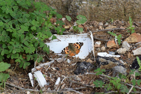 垃圾里的野生蝴蝶