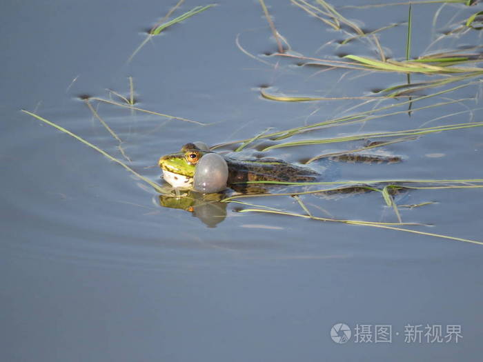 绿蛙在藻类的背景下部分淹没在水中。 俄罗斯。