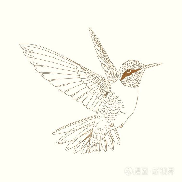 蜂鸟手绘草图矢量插图隔离在白色背景上