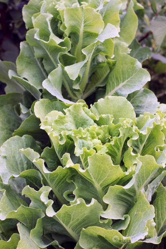 花园里的卷心菜