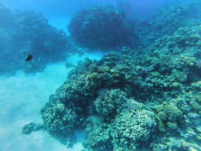 埃及红海动植物水下图像图片
