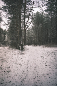 冬天的野生森林，傍晚时分有很高的积雪，日落之前，复古的外观