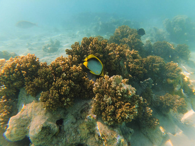 埃及红海动植物水下图像图片