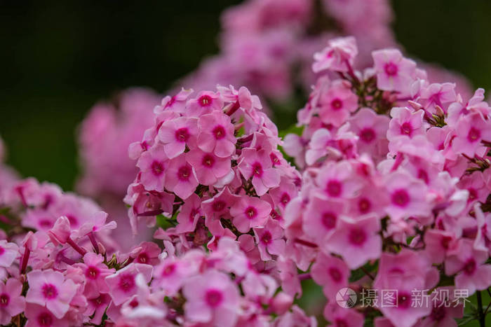 夏季，模糊背景的田园花卉和绿色树叶