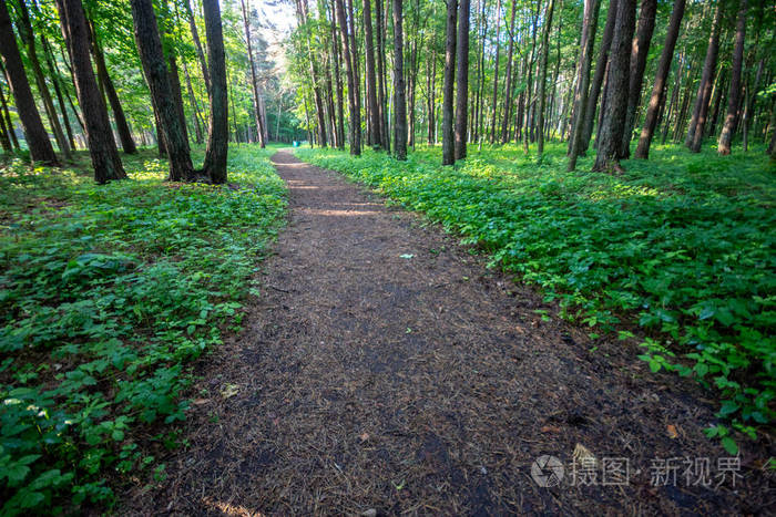 绿色夏林中的土路