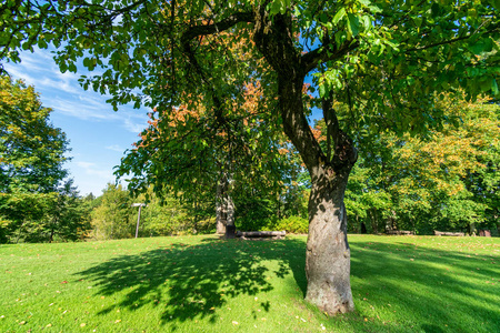 环境单大自然环境中的单株大树,有巨大的树干和树叶照片