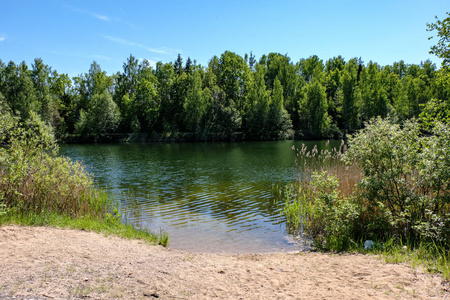 平静的夏日景色，湖边有干净的水和水草，森林附近有绿色的叶子